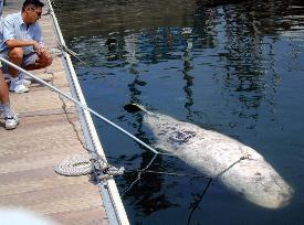 Whale found dead near Yokohama yacht harbor